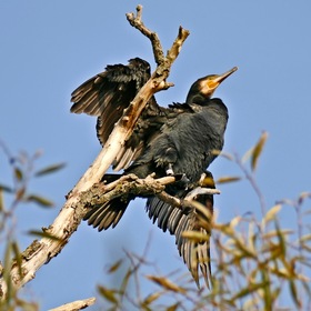 Cormorant